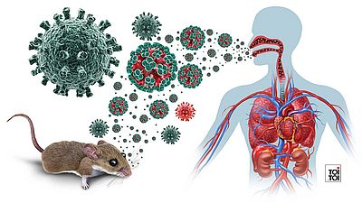 Hantavirus, control de plagas y limpieza profesional 